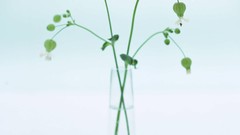 Macro Flowers nature tulips windmills white background holland 