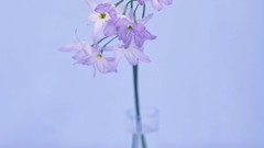 Macro Flowers nature tulips windmills white background holland 