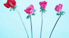Macro Flowers nature tulips windmills white background holland 