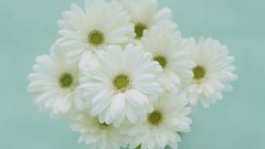 Macro Flowers nature tulips windmills white background holland 