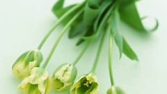 Macro Flowers nature tulips windmills white background holland 