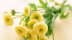 Macro Flowers nature tulips windmills white background holland 