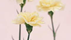 Macro Flowers nature tulips windmills white background holland 