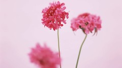 Macro Flowers nature tulips windmills white background holland 