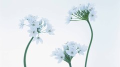 Macro Flowers nature tulips windmills white background holland 