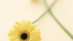 Macro Flowers nature tulips windmills white background holland 