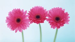 Macro Flowers nature tulips windmills white background holland 