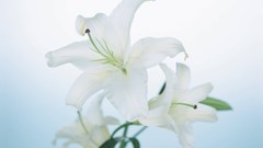 Macro Flowers nature tulips windmills white background holland 