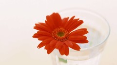 Macro Flowers nature tulips windmills white background holland 