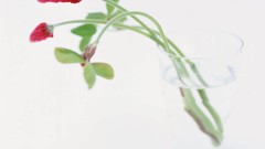 Macro Flowers nature tulips windmills white background holland 
