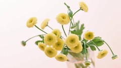 Macro Flowers nature tulips windmills white background holland 