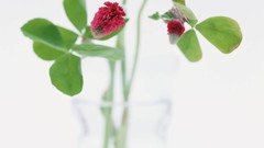 Macro Flowers nature tulips windmills white background holland 