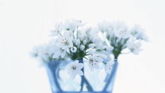 Macro Flowers nature tulips windmills white background holland 