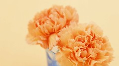 Macro Flowers nature tulips windmills white background holland 