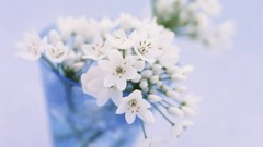 Macro Flowers nature tulips windmills white background holland 