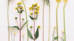 Macro Flowers nature tulips windmills white background holland 