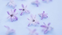 Macro Flowers nature tulips windmills white background holland 