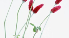 Macro Flowers nature tulips windmills white background holland 