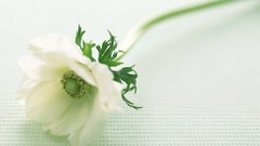 Macro Flowers nature tulips windmills white background holland 