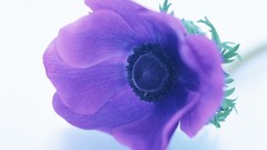 Macro Flowers nature tulips windmills white background holland 