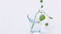 Macro Flowers nature tulips windmills white background holland 