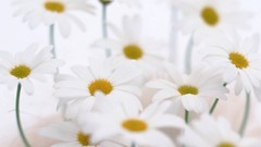 Macro Flowers nature tulips windmills white background holland 