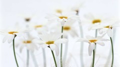 Macro Flowers nature tulips windmills white background holland 
