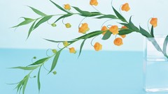 Macro Flowers nature tulips windmills white background holland 