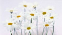 Macro Flowers nature tulips windmills white background holland 