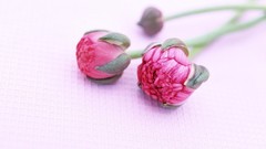 Macro Flowers nature tulips windmills white background holland 