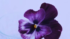 Macro Flowers nature tulips windmills white background holland 