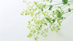 Macro Flowers nature tulips windmills white background holland 