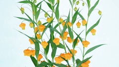 Macro Flowers nature tulips windmills white background holland 