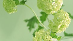 Macro Flowers nature tulips windmills white background holland 