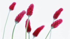 Macro Flowers nature tulips windmills white background holland 