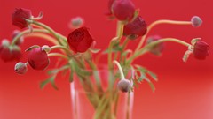 Macro Flowers nature tulips windmills white background holland 