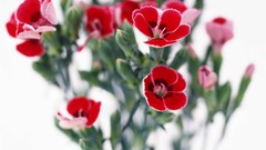 Macro Flowers nature tulips windmills white background holland 