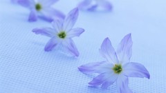 Macro Flowers nature tulips windmills white background holland 