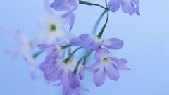 Macro Flowers nature tulips windmills white background holland 