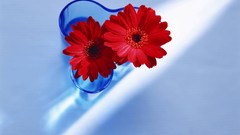 Macro Flowers nature tulips windmills white background holland 