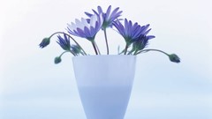 Macro Flowers nature tulips windmills white background holland 