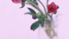 Macro Flowers nature tulips windmills white background holland 