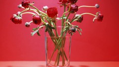 Macro Flowers nature tulips windmills white background holland 