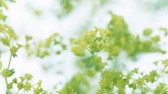Macro Flowers nature tulips windmills white background holland 