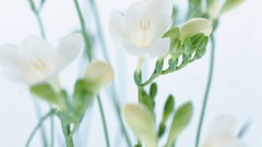 Macro Flowers nature tulips windmills white background holland 