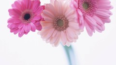 Macro Flowers nature tulips windmills white background holland 