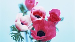 Macro Flowers nature tulips windmills white background holland 