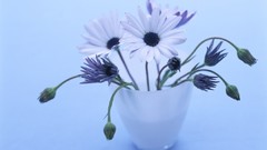Macro Flowers nature tulips windmills white background holland 