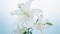 Macro Flowers nature tulips windmills white background holland 