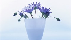 Macro Flowers nature tulips windmills white background holland 